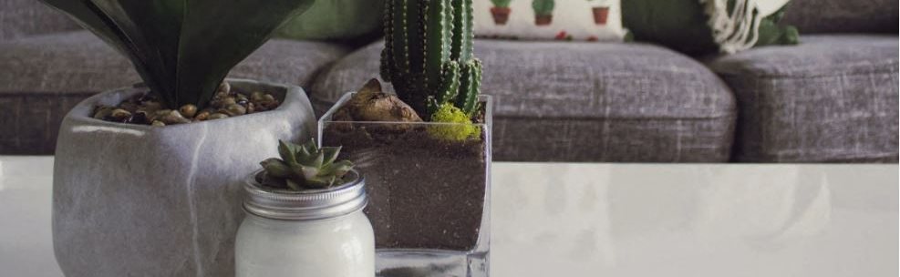 Image of indoor plants on coffee table